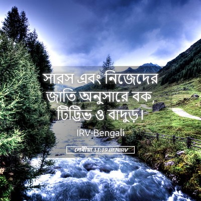 Picture 05 - লেবীয়া 11:19 BENIRV - সারস এবং নিজেদের - Bible Verse Picture
