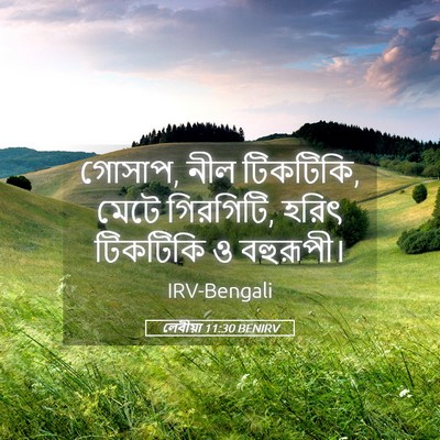 Picture 05 - লেবীয়া 11:30 BENIRV - গোসাপ, নীল টিকটিকি, - Bible Verse Picture