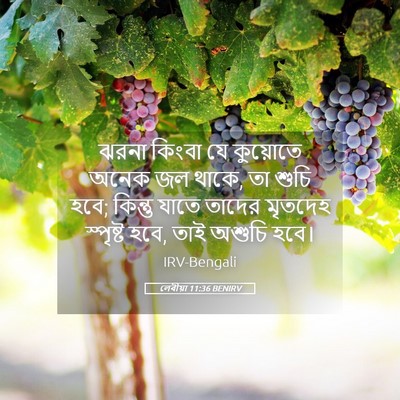 Picture 05 - লেবীয়া 11:36 BENIRV - ঝরনা কিংবা যে - Bible Verse Picture