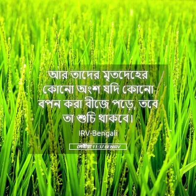 Picture 05 - লেবীয়া 11:37 BENIRV - আর তাদের মৃতদেহের - Bible Verse Picture