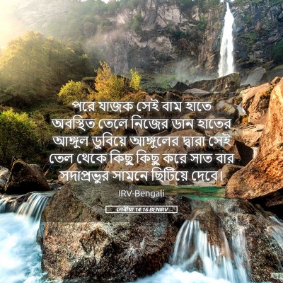 Picture 05 - লেবীয়া 14:16 BENIRV - পরে যাজক সেই বাম - Bible Verse Picture