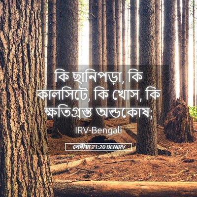 Picture 05 - লেবীয়া 21:20 BENIRV - কি ছানিপড়া, কি - Bible Verse Picture