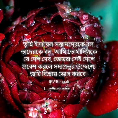 Picture 05 - লেবীয়া 25:2 BENIRV - তুমি - Bible Verse Picture