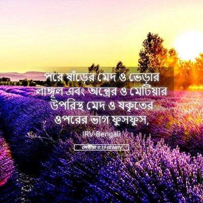 Picture 05 - লেবীয়া 9:19 BENIRV - পরে ষাঁড়ের মেদ ও - Bible Verse Picture