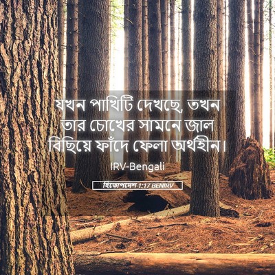 Picture 05 - হিতোপদেশ 1:17 BENIRV - যখন পাখিটি দেখছে, - Bible Verse Picture