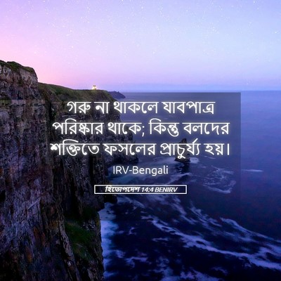 Picture 05 - হিতোপদেশ 14:4 BENIRV - গরু না থাকলে - Bible Verse Picture