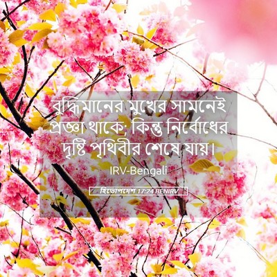 Picture 05 - হিতোপদেশ 17:24 BENIRV - বুদ্ধিমানের মুখের - Bible Verse Picture