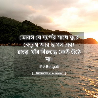 Picture 05 - হিতোপদেশ 30:31 BENIRV - মোরগ যে দর্পের - Bible Verse Picture