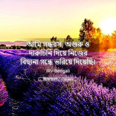 Picture 05 - হিতোপদেশ 7:17 BENIRV - আমি গন্ধরস, অগুরু ও - Bible Verse Picture