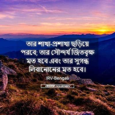 Picture 05 - হোচেয়া 14:6 BENIRV - তার শাখা-প্রশাখা - Bible Verse Picture