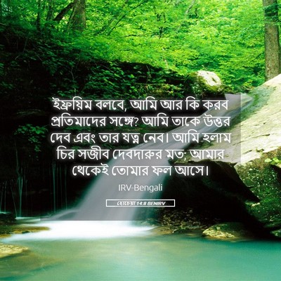 Picture 05 - হোচেয়া 14:8 BENIRV - ইফ্রয়িম বলবে, আমি - Bible Verse Picture