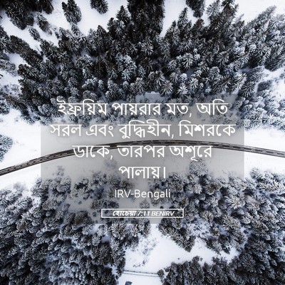 Picture 05 - হোচেয়া 7:11 BENIRV - ইফ্রয়িম পায়রার - Bible Verse Picture