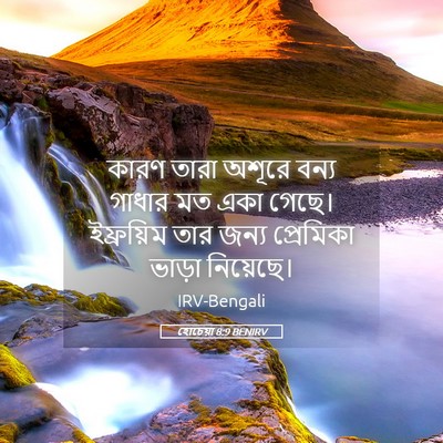 Picture 05 - হোচেয়া 8:9 BENIRV - কারণ তারা অশূরে - Bible Verse Picture