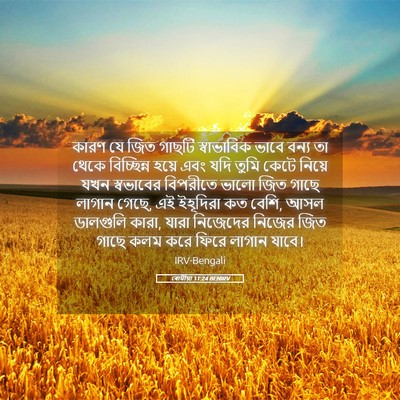 Picture 05 - ৰোমীয়া 11:24 BENIRV - কারণ যে জিত গাছটি - Bible Verse Picture