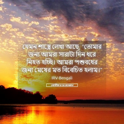 Picture 05 - ৰোমীয়া 8:36 BENIRV - যেমন শাস্ত্রে - Bible Verse Picture