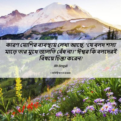 Picture 06 - 1 কৰিন্থীয়া 9:9 BENIRV - কারণ মোশির - Bible Verse Picture