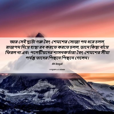 Picture 06 - 1 চমূৱেল 6:12 BENIRV - আর সেই দুটো গরু - Bible Verse Picture