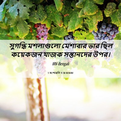 Picture 06 - 1 বংশাৱলি 9:30 BENIRV - সুগন্ধি মশলাগুলো - Bible Verse Picture