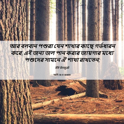 Picture 06 - আদি 30:41 BENIRV - আর বলবান পশুরা যেন - Bible Verse Picture