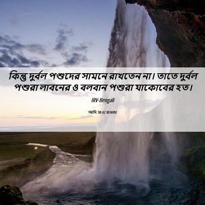 Picture 06 - আদি 30:42 BENIRV - কিন্তু দুর্বল - Bible Verse Picture