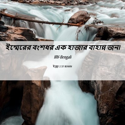 Picture 06 - ইজ্ৰা 2:37 BENIRV - ইম্মেরের বংশধর এক - Bible Verse Picture