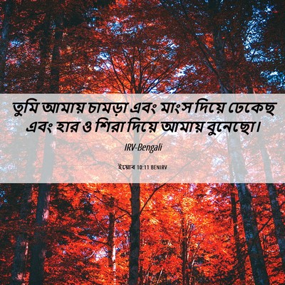 Picture 06 - ইয়োব 10:11 BENIRV - তুমি আমায় চামড়া - Bible Verse Picture
