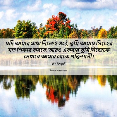 Picture 06 - ইয়োব 10:16 BENIRV - যদি আমার মাথা - Bible Verse Picture