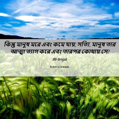 Picture 06 - ইয়োব 14:10 BENIRV - কিন্তু মানুষ মরে - Bible Verse Picture
