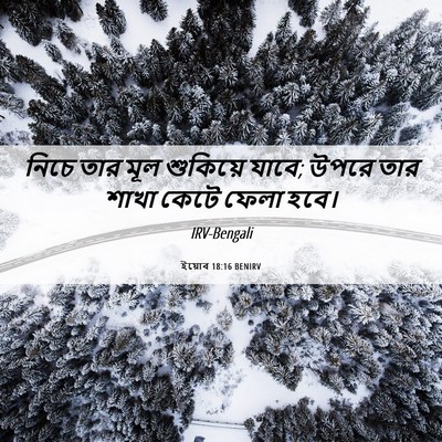 Picture 06 - ইয়োব 18:16 BENIRV - নিচে তার মূল - Bible Verse Picture