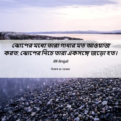 Picture 06 - ইয়োব 30:7 BENIRV - ঝোপের মধ্যে তারা - Bible Verse Picture