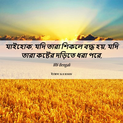 Picture 06 - ইয়োব 36:8 BENIRV - যাইহোক, যদি তারা - Bible Verse Picture