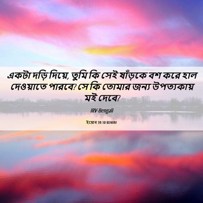 Picture 06 - ইয়োব 39:10 BENIRV - একটা দড়ি দিয়ে, - Bible Verse Picture