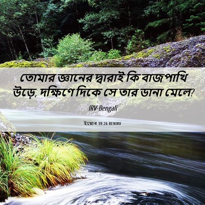 Picture 06 - ইয়োব 39:26 BENIRV - তোমার জ্ঞানের - Bible Verse Picture