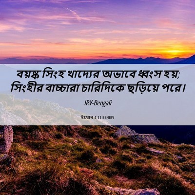 Picture 06 - ইয়োব 4:11 BENIRV - বয়ষ্ক সিংহ - Bible Verse Picture
