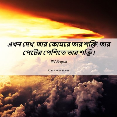 Picture 06 - ইয়োব 40:16 BENIRV - এখন দেখ, তার কোমরে - Bible Verse Picture