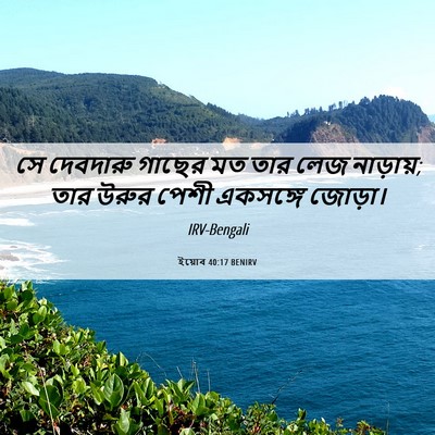 Picture 06 - ইয়োব 40:17 BENIRV - সে দেবদারু গাছের - Bible Verse Picture
