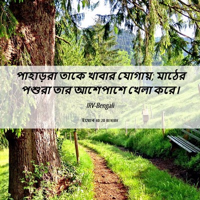 Picture 06 - ইয়োব 40:20 BENIRV - পাহাড়রা তাকে - Bible Verse Picture