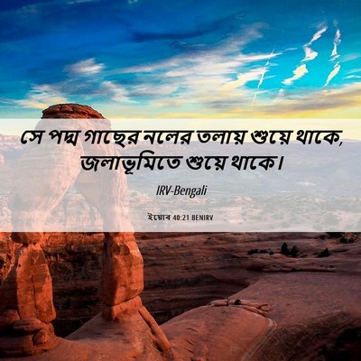 Picture 06 - ইয়োব 40:21 BENIRV - সে পদ্ম গাছের নলের - Bible Verse Picture
