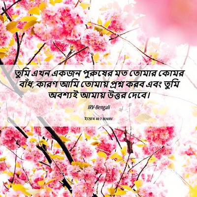 Picture 06 - ইয়োব 40:7 BENIRV - তুমি এখন একজন - Bible Verse Picture