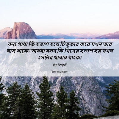 Picture 06 - ইয়োব 6:5 BENIRV - বন্য গাধা কি হতাশ - Bible Verse Picture