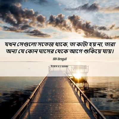 Picture 06 - ইয়োব 8:12 BENIRV - যখন সেগুলো সতেজ - Bible Verse Picture
