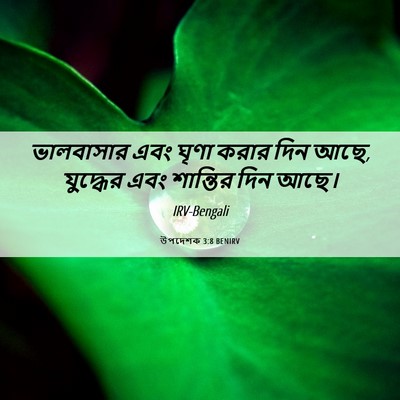 Picture 06 - উপদেশক 3:8 BENIRV - ভালবাসার এবং ঘৃণা - Bible Verse Picture
