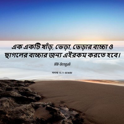 Picture 06 - গননা 15:11 BENIRV - এক একটি ষাঁড়, - Bible Verse Picture
