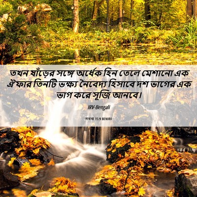 Picture 06 - গননা 15:9 BENIRV - তখন ষাঁড়ের সঙ্গে - Bible Verse Picture