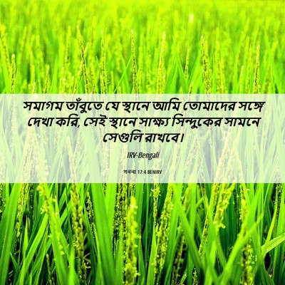 Picture 06 - গননা 17:4 BENIRV - সমাগম তাঁবুতে যে - Bible Verse Picture
