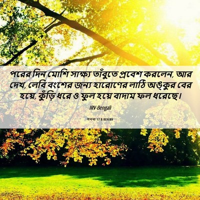 Picture 06 - গননা 17:8 BENIRV - পরের দিন মোশি - Bible Verse Picture