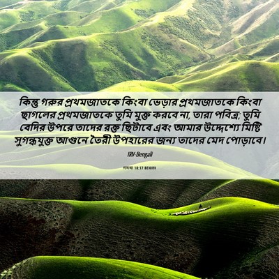 Picture 06 - গননা 18:17 BENIRV - কিন্তু গরুর - Bible Verse Picture