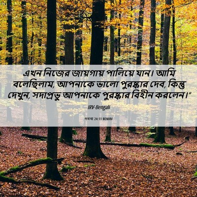 Picture 06 - গননা 24:11 BENIRV - এখন নিজের - Bible Verse Picture