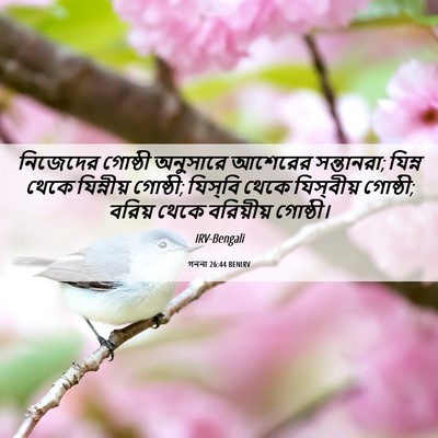 Picture 06 - গননা 26:44 BENIRV - নিজেদের গোষ্ঠী - Bible Verse Picture