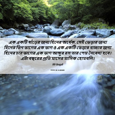 Picture 06 - গননা 28:14 BENIRV - এক একটি ষাঁড়ের - Bible Verse Picture